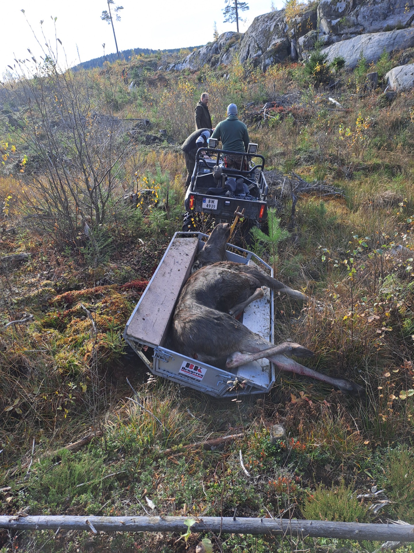 Det er et lagarbeid å få elgen opp og ut.