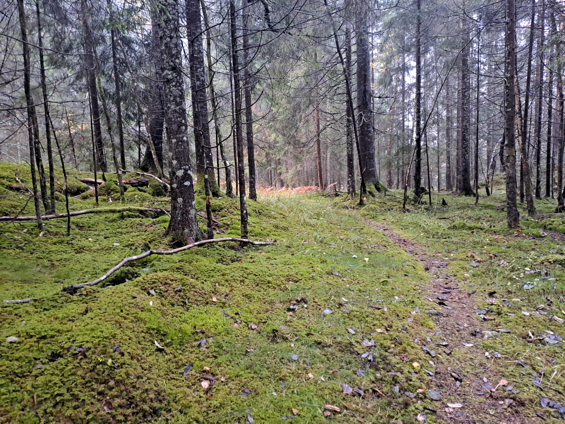 Første posten på dag tre byr på en trang post. Det er bare å skru ned forstørringen på kikkerten og ikke være redd for en nær elgen opplevelse.