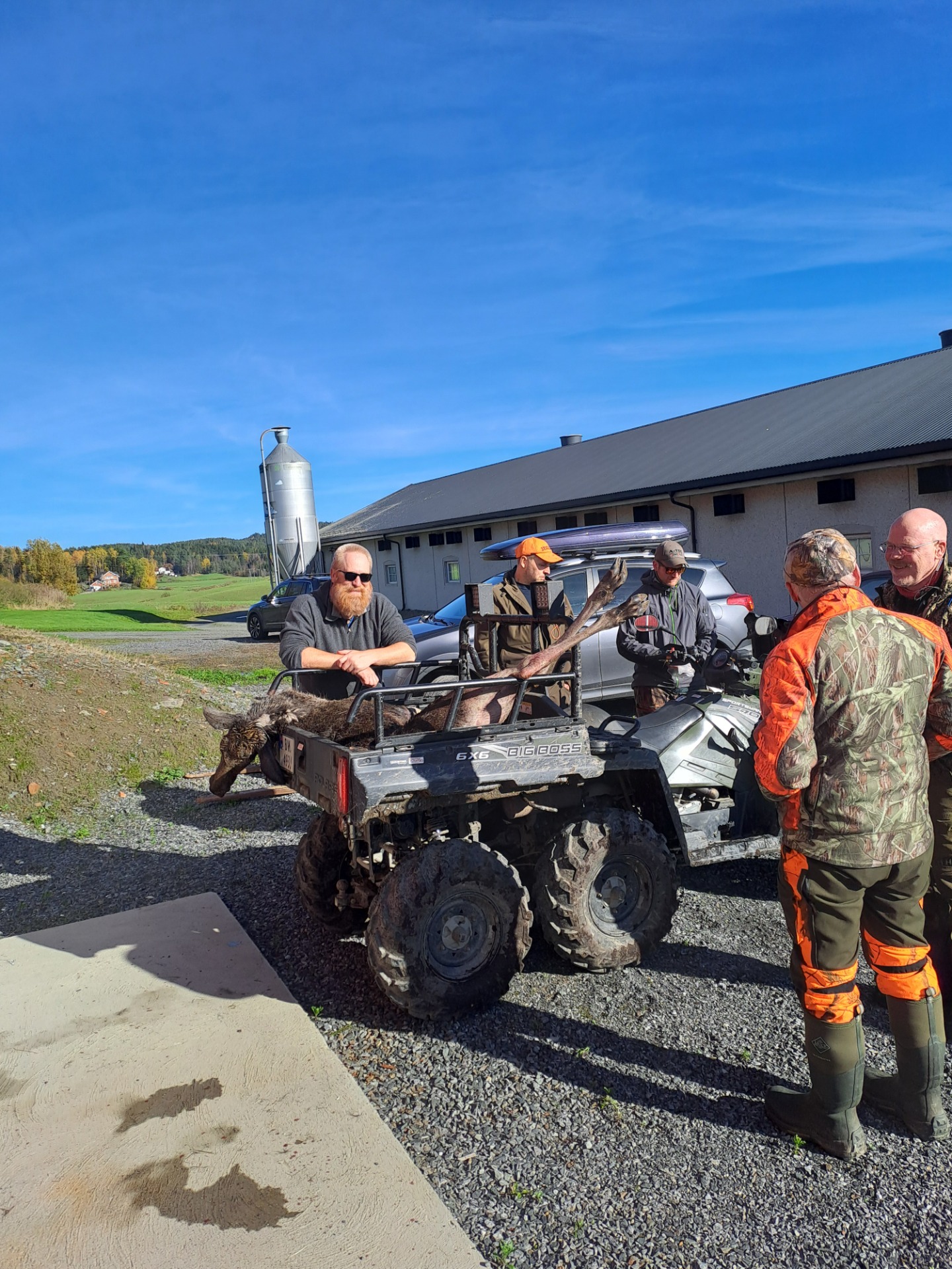 Kalven er klar for flåing og kjøla. Det er spennende å veie dyra for å se kondisjonen. Dyra er heldigvis i fin form i år.
