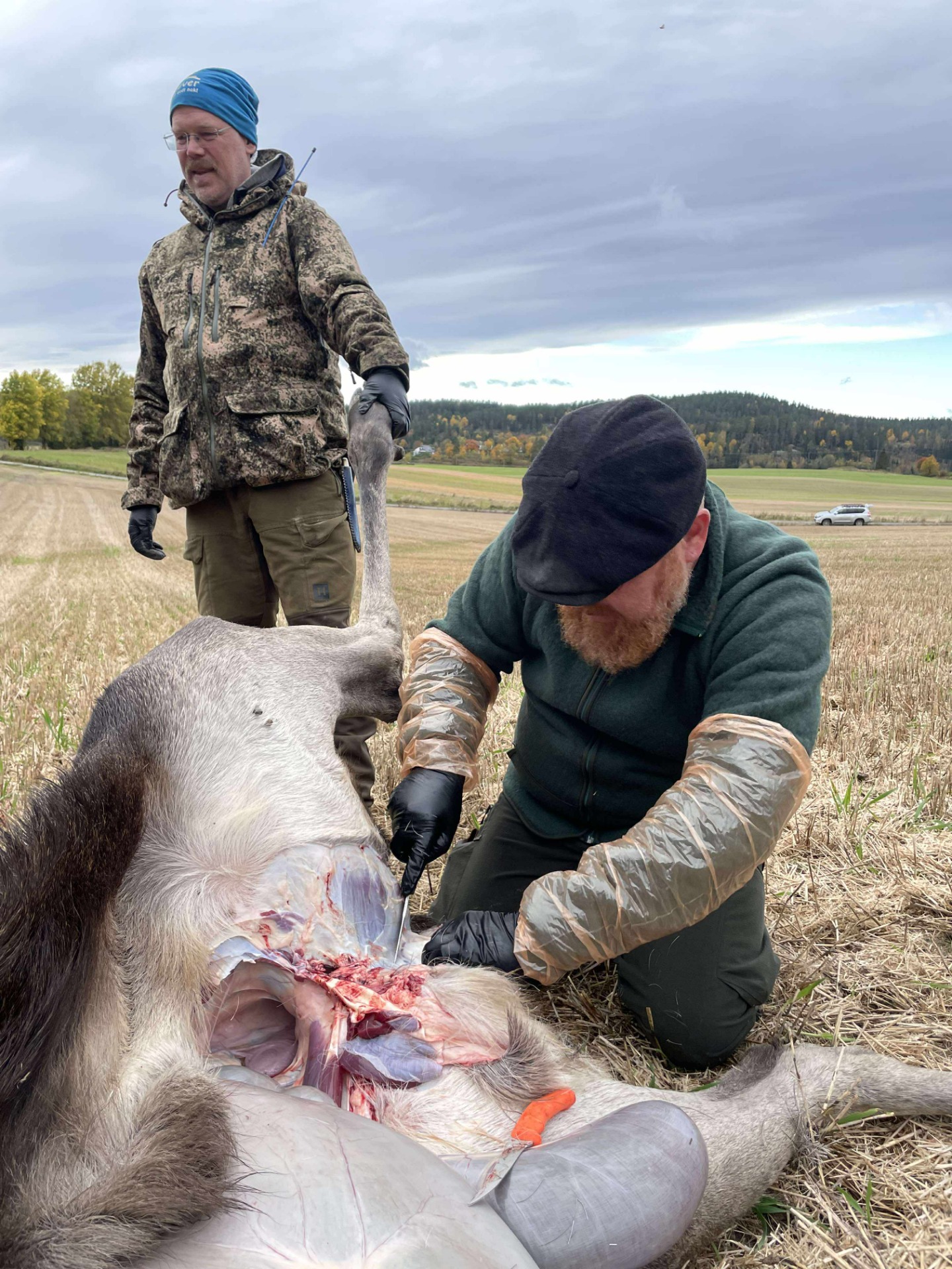 Jeg har for lite erfaring med vomming og soting av elg. Jeg påtar meg derfor gjerne dette så jeg kan få lært meg dette skikkelig.